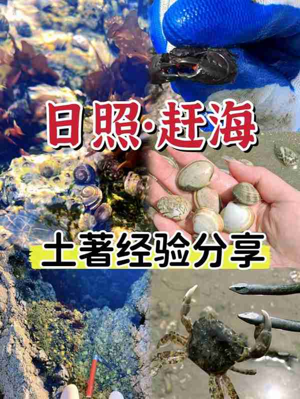 日照赶海，纯经验分享